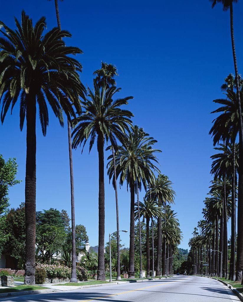 Tall palms lining both sides of a quiet residential road