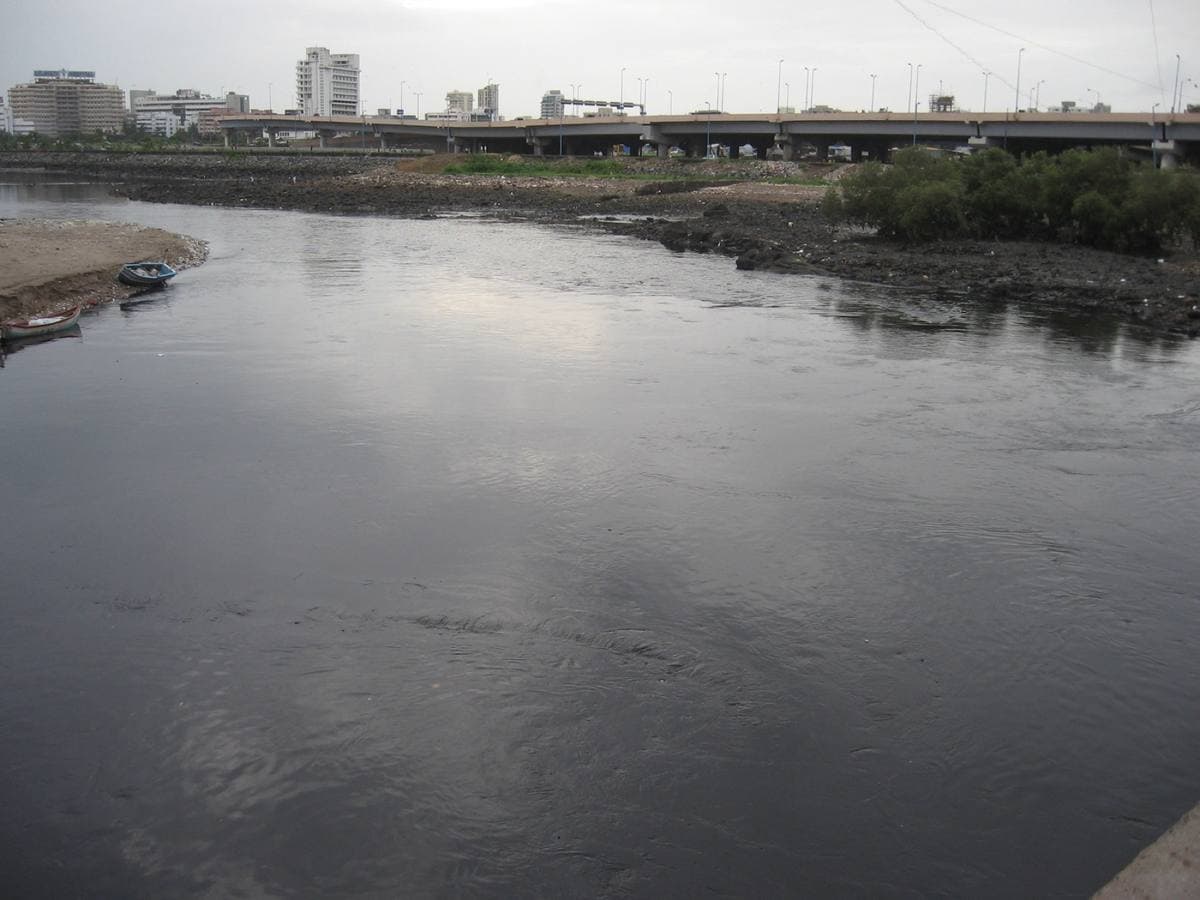 Colour photograph of a still tidal creek edged with mangroves, apartment blocks on the far side