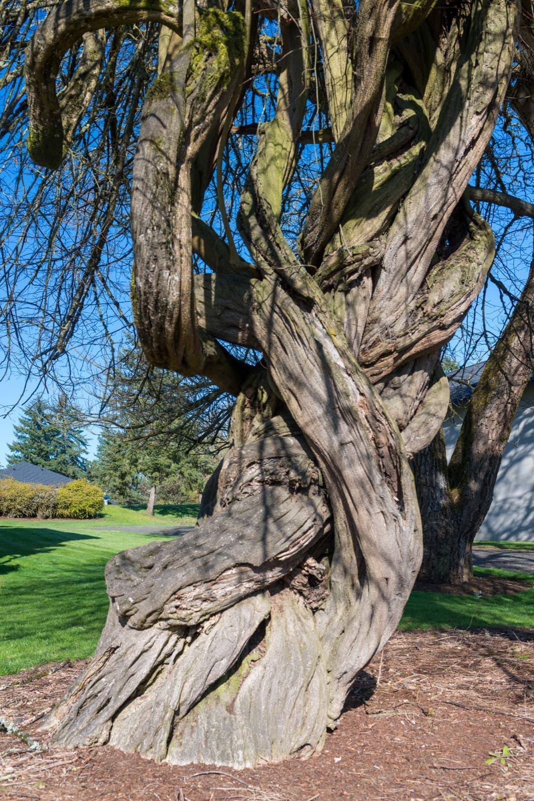 The twisted grey trunk of an old tree on a lawn in town