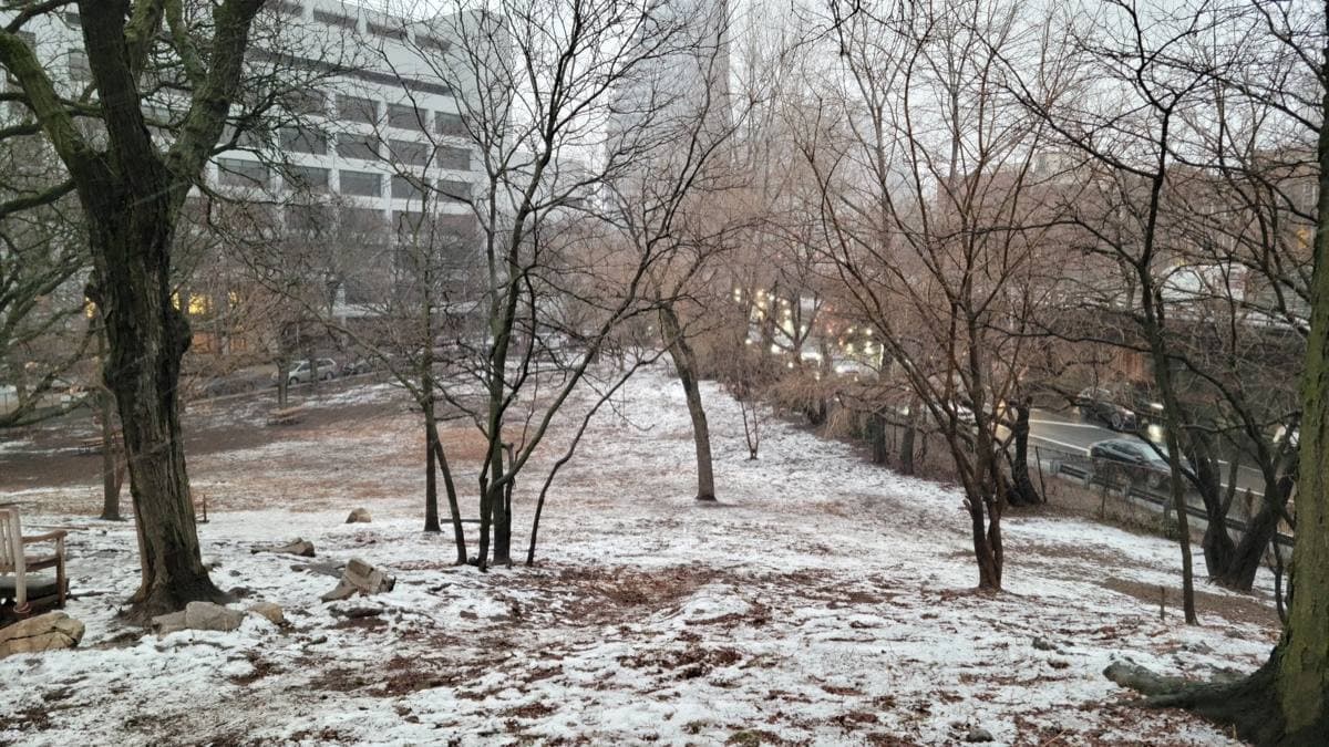 A snowy park slope with bare trees