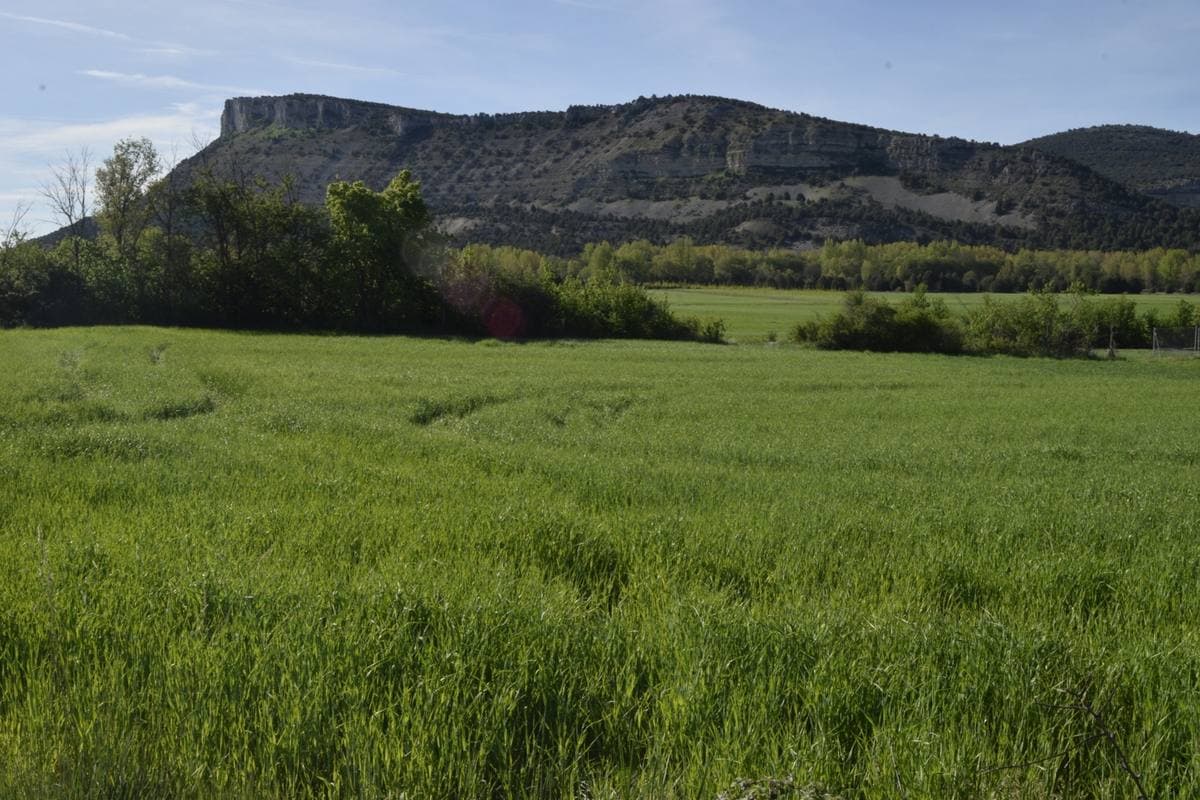 A green field below a long wooded limestone ridge