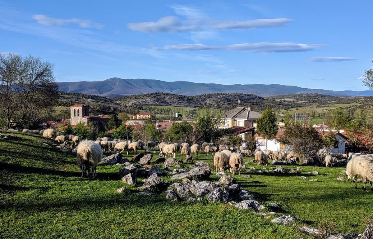 Sheep grazing on rocky grass at the edge of a village with a church tower, hills behind