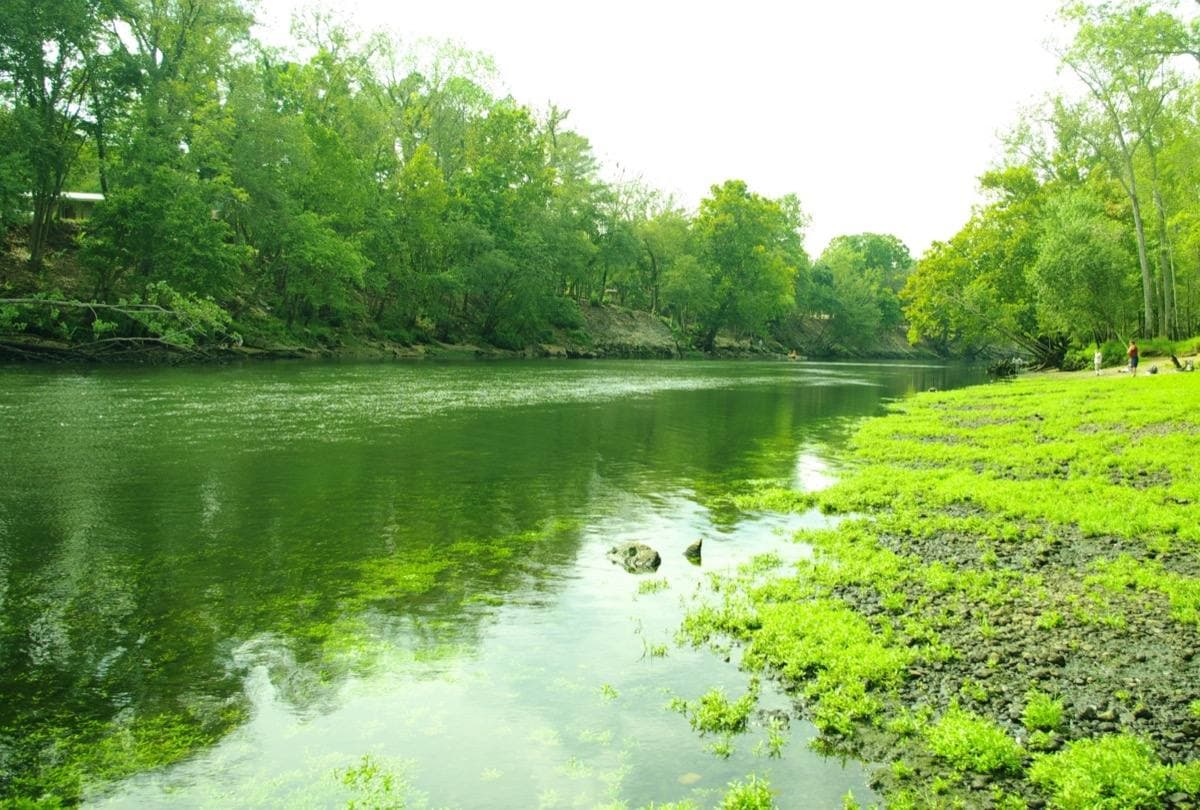 The wide green Caney Fork river between wooded banks
