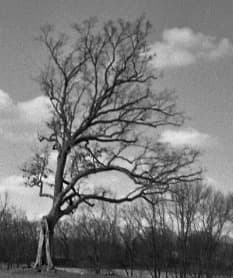 A black-and-white view of the split oak tree on farmland near Lucas.