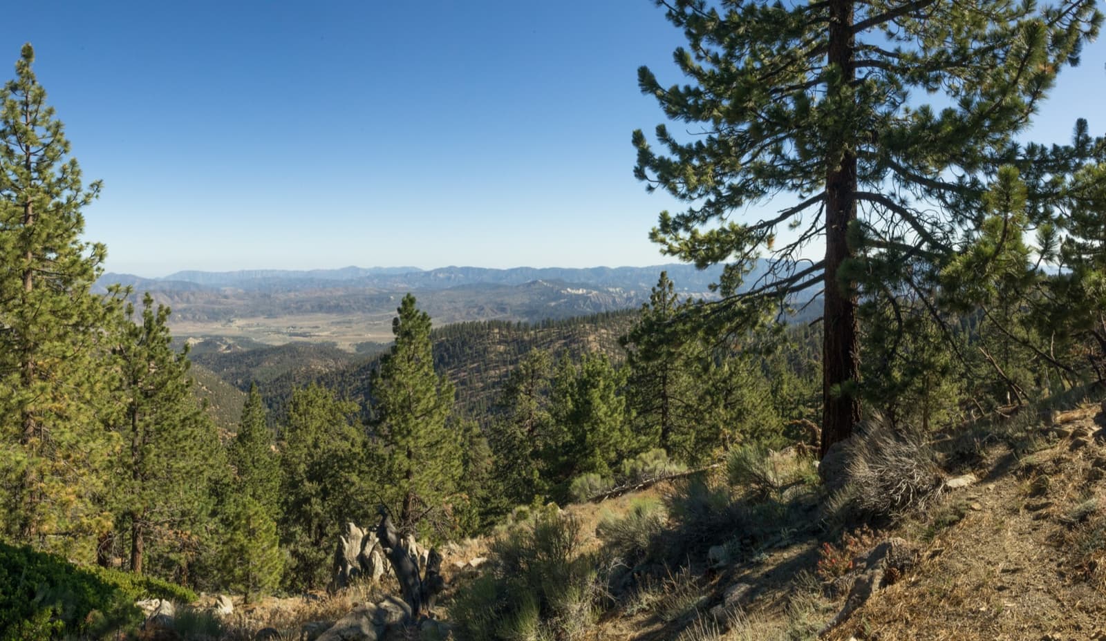 Pine trees framing a wide view down over a dry valley