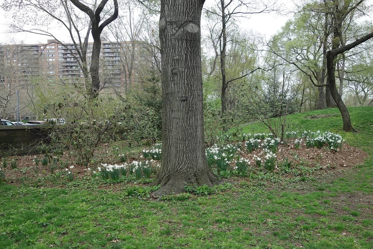 A wide flat lawn in Central Park, bare spring trees around its edge