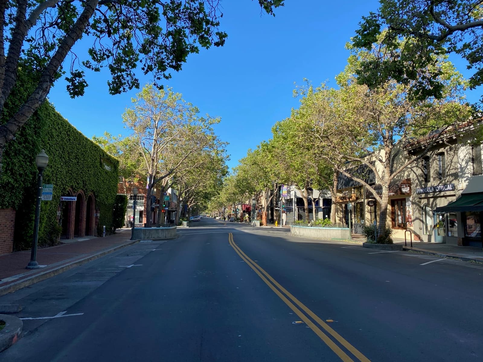 An empty tree-lined University Avenue in early morning light