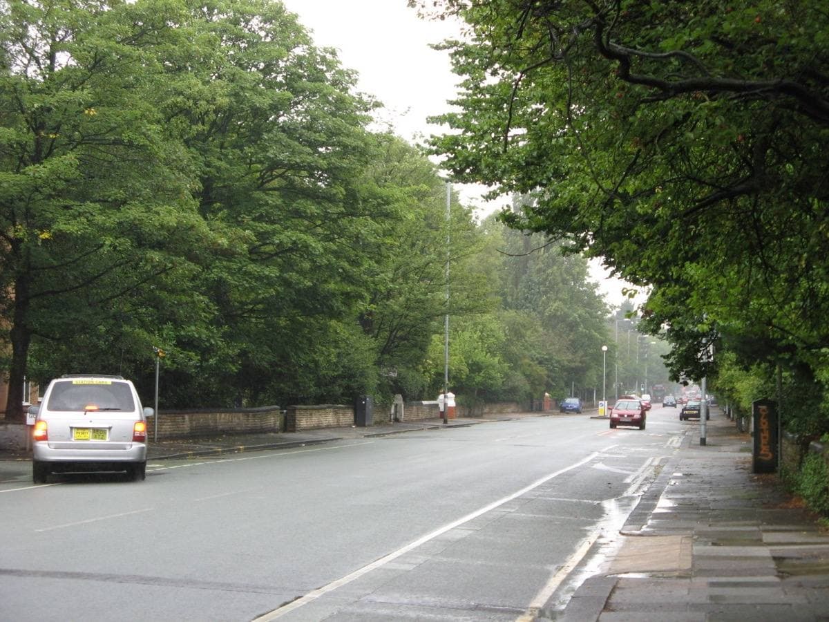 A leafy suburban road with trees and parked cars