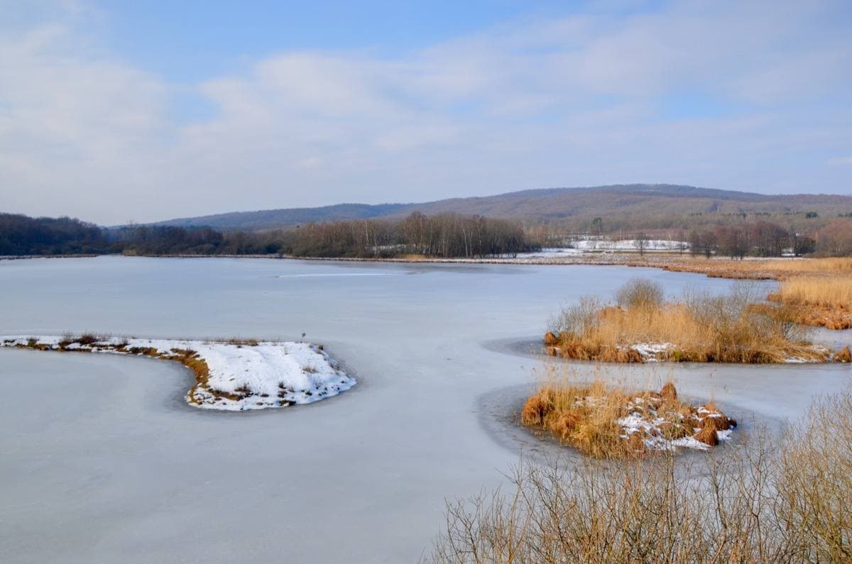 A calm lake ringed with bare trees under a pale sky
