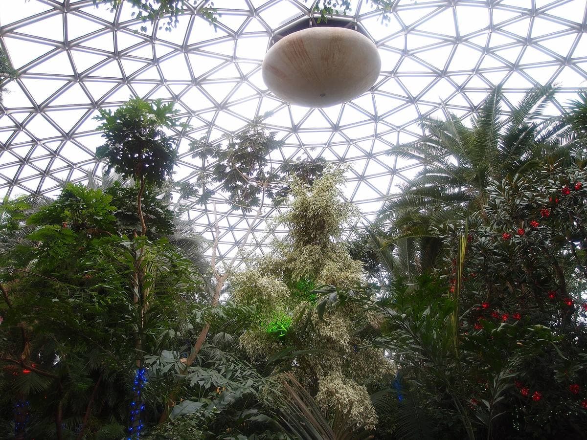Tropical plants under a lattice dome