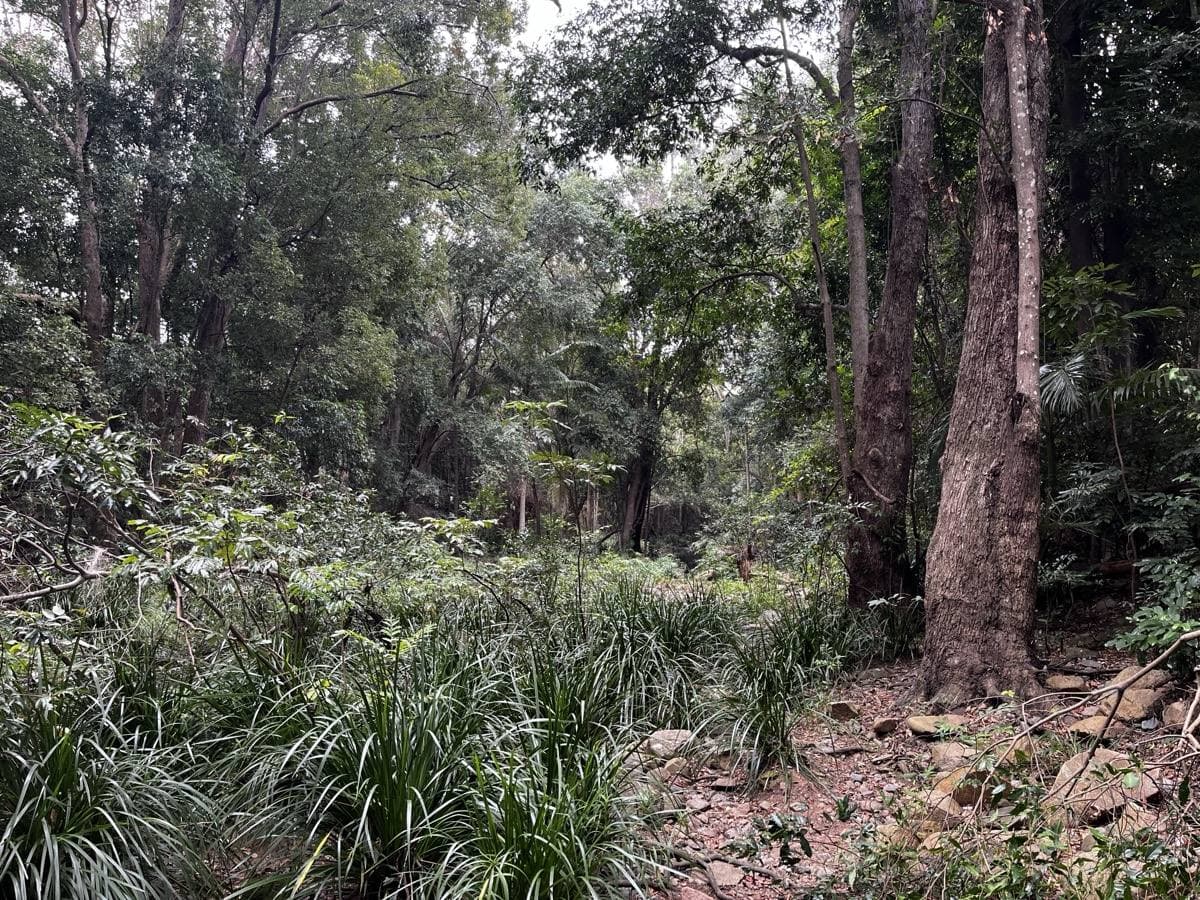 Shallow creek running between grassy banks and gum trees in a suburban park
