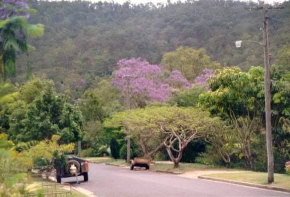 Purple-flowering jacaranda trees over a suburban road