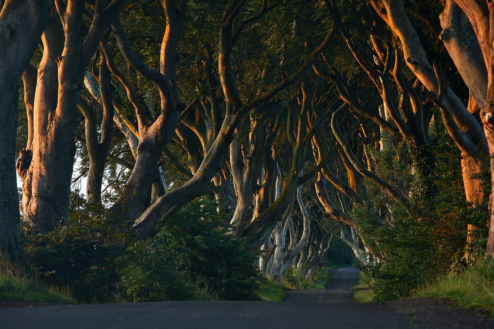 An avenue of twisted beech trees arching over a narrow road