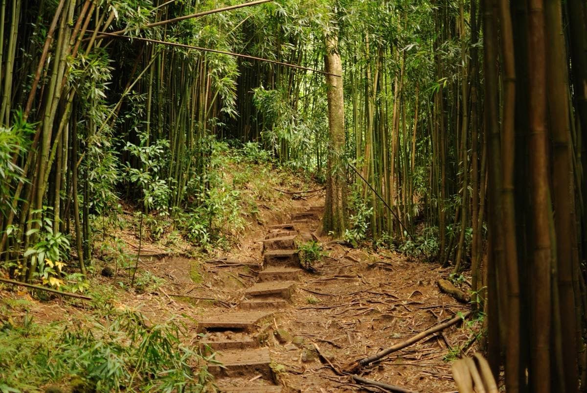 A muddy path with rough steps through a dense stand of bamboo