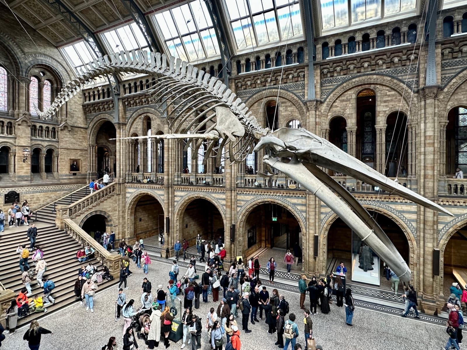A huge whale skeleton suspended above crowds in a vaulted Romanesque hall