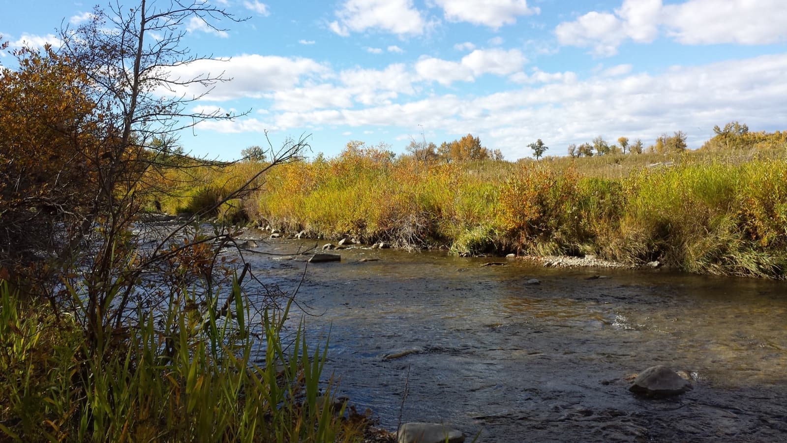 A shallow creek winding between tall summer grasses under a big sky