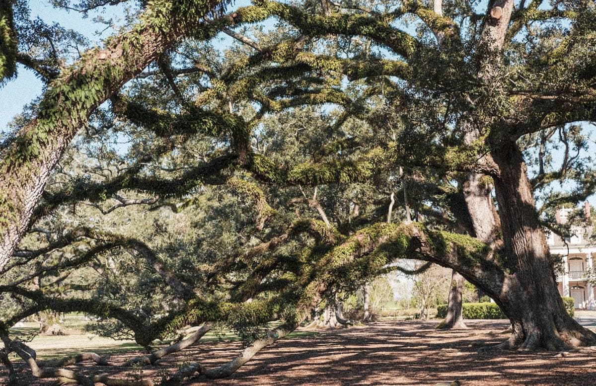 Huge live oak branches sweeping low over the ground