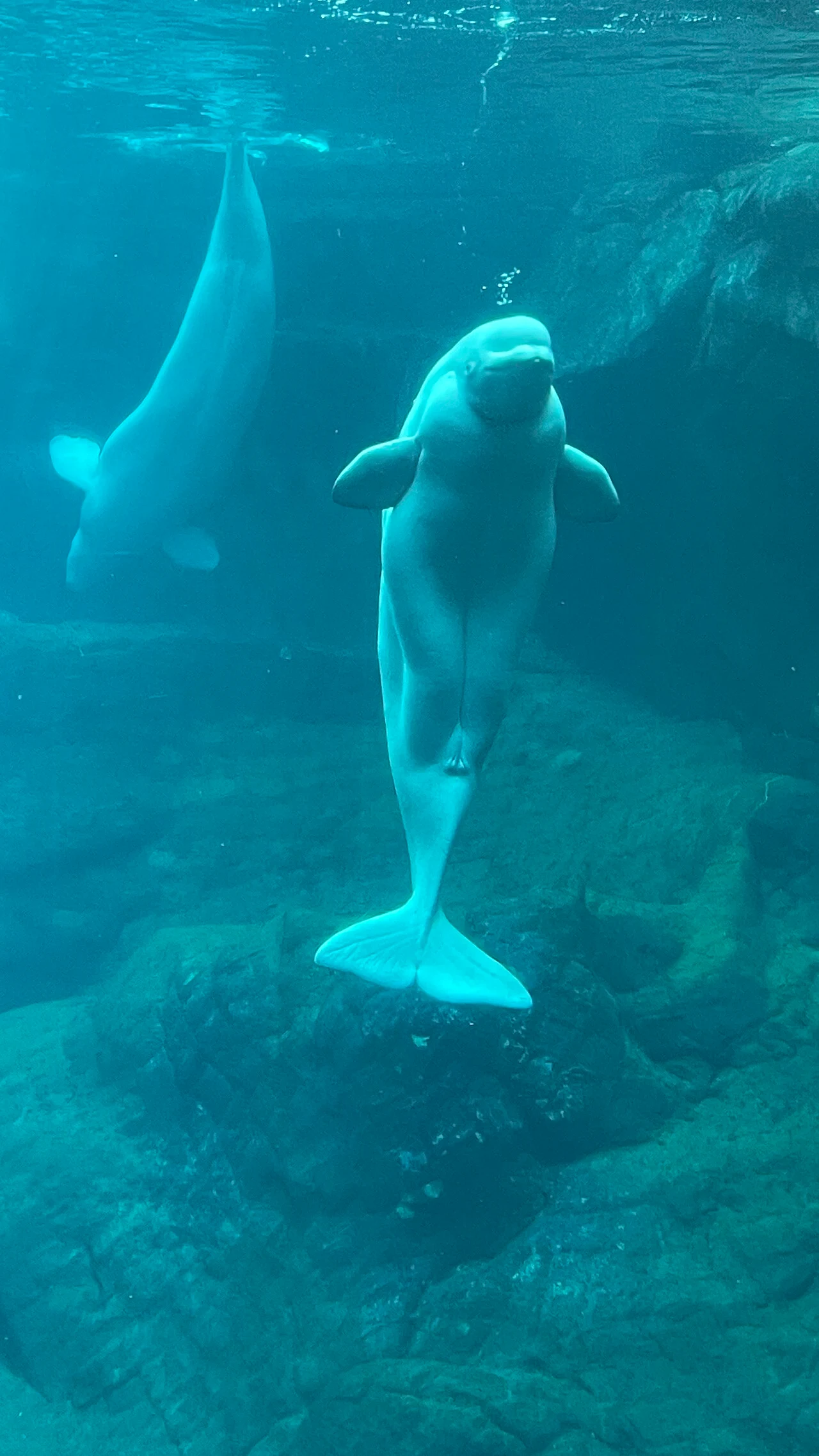 View of Georgia Aquarium