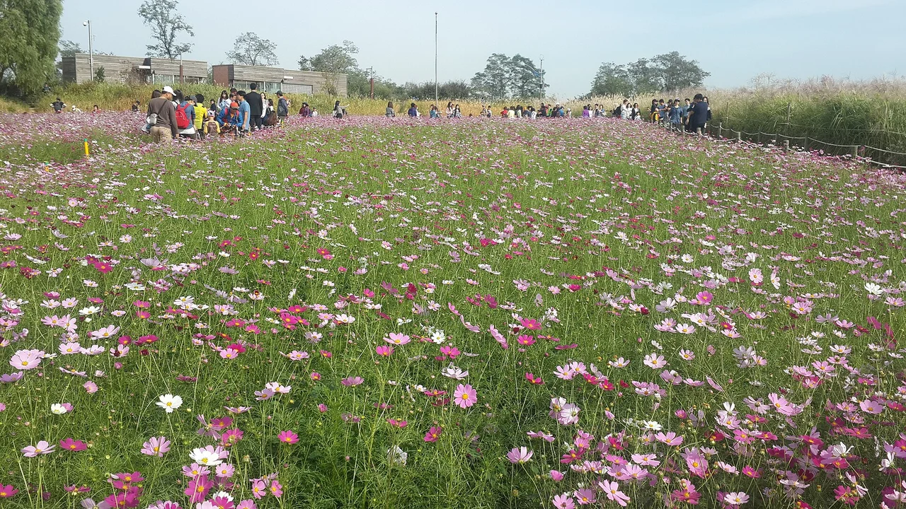 Cosmos flowers and visitors in Haneul Park