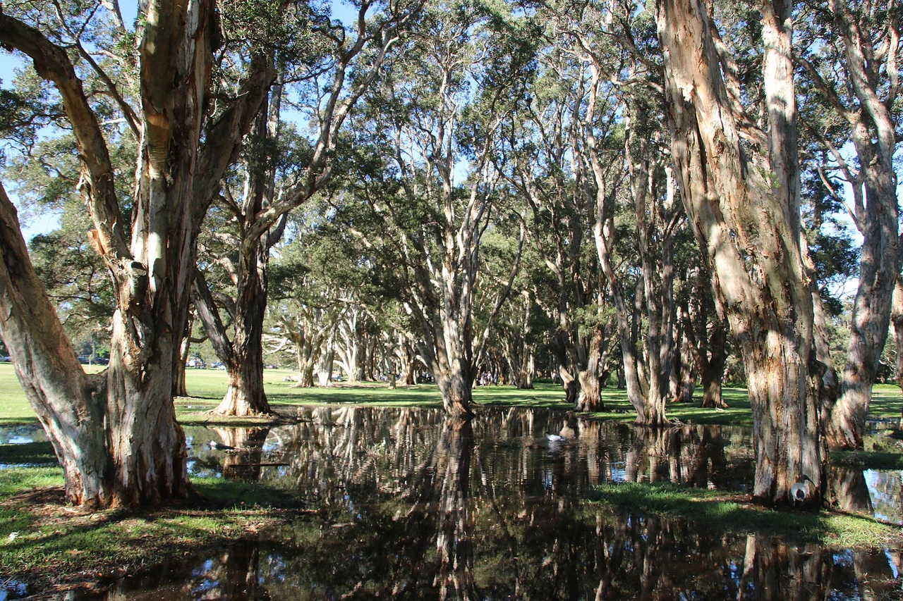 Large trees and a wooden footbridge reflected in a shaded pond in Centennial Park
