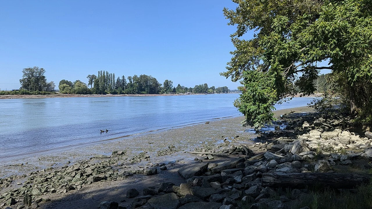 The Fraser River shoreline and trees at Burnaby Fraser Foreshore Park.