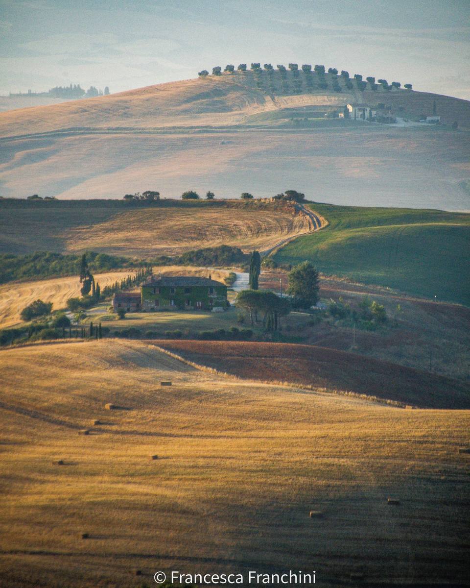 Rolling golden fields under a soft sky, a line of trees on the far ridge