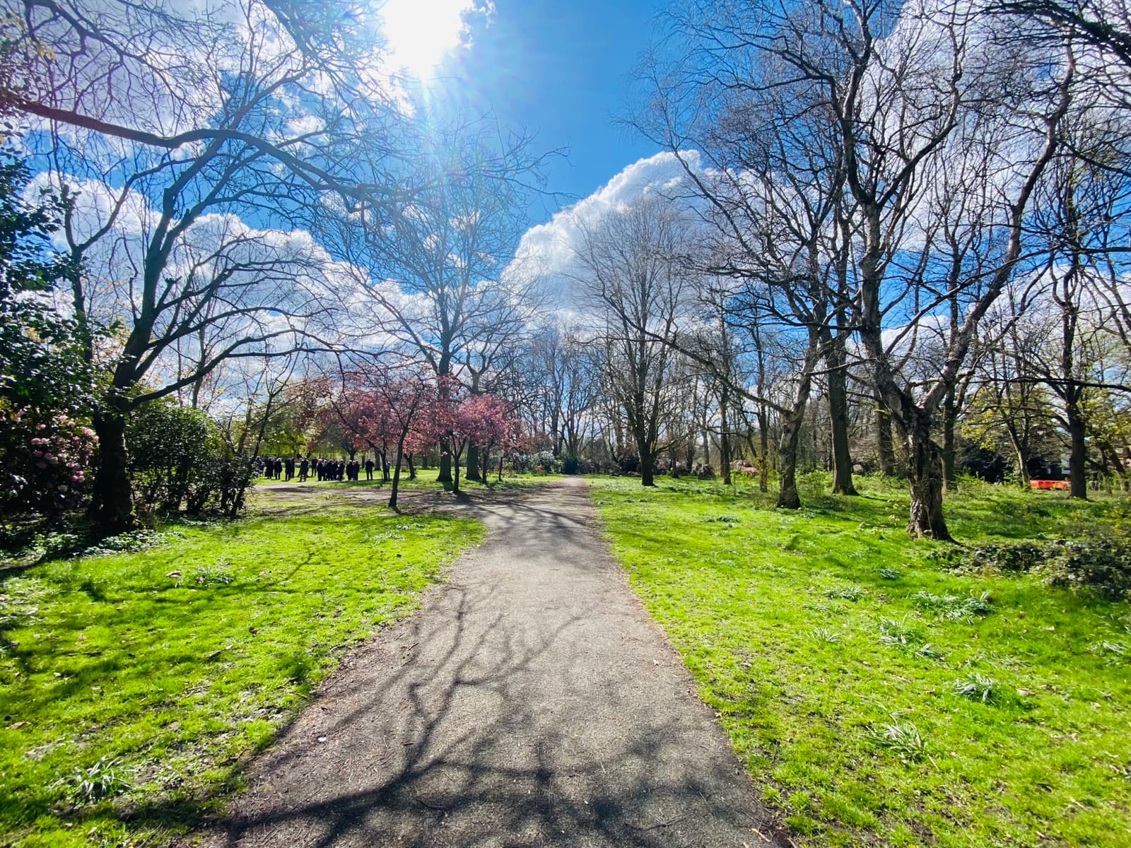 Open grass and trees in Fog Lane Park