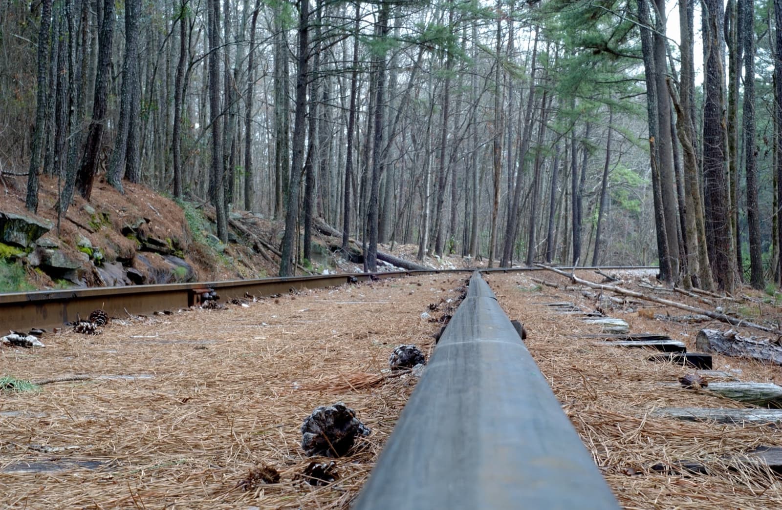 A single rail track running straight into a pine wood carpeted with needles