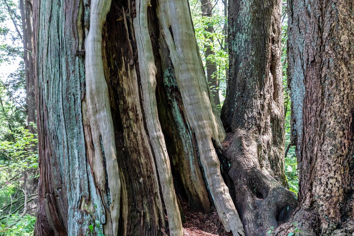 Tall conifers and ferns in Stanley Park