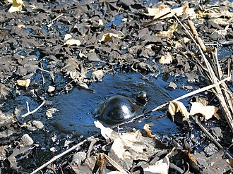 Location photograph of La Brea Tar Pits