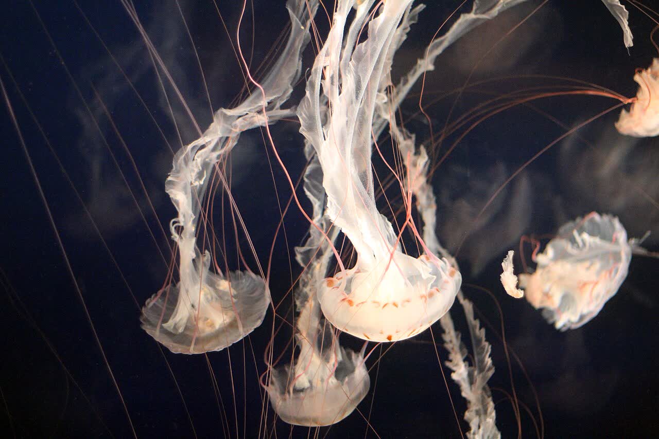Vancouver Aquarium, Vancouver, Canada (Unsplash vSsad4VVliw)