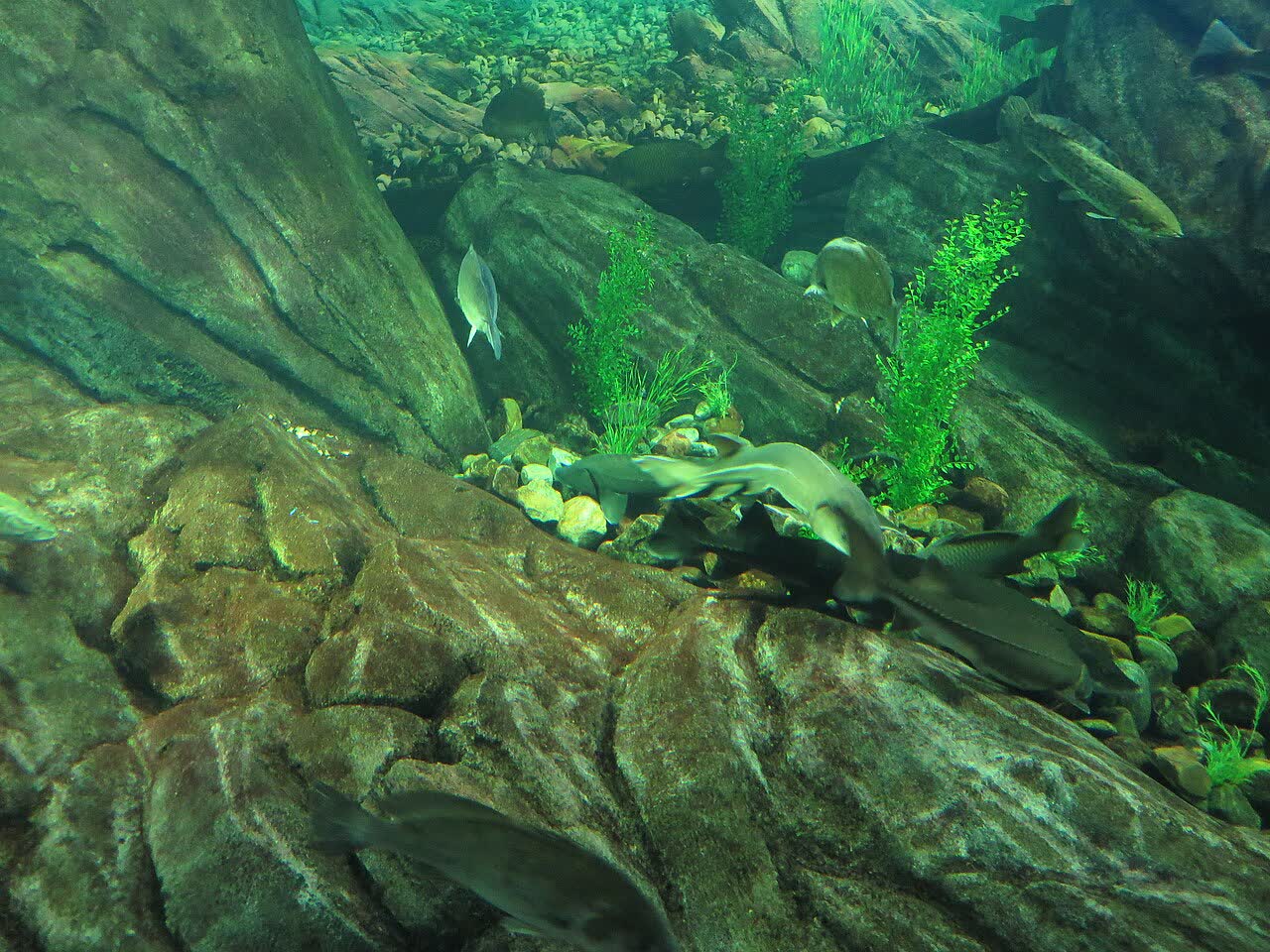 Ripley's Aquarium of Canada, Toronto, Ontario (30003233285)