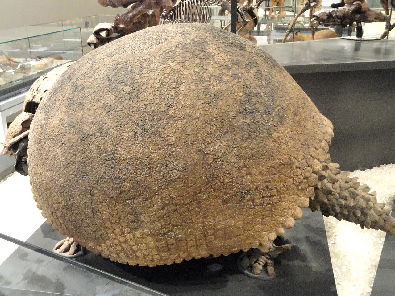 Glyptodon clavipes, Mar del Plata, Argentina, Late Pleistocene - Royal Ontario Museum - DSC00128